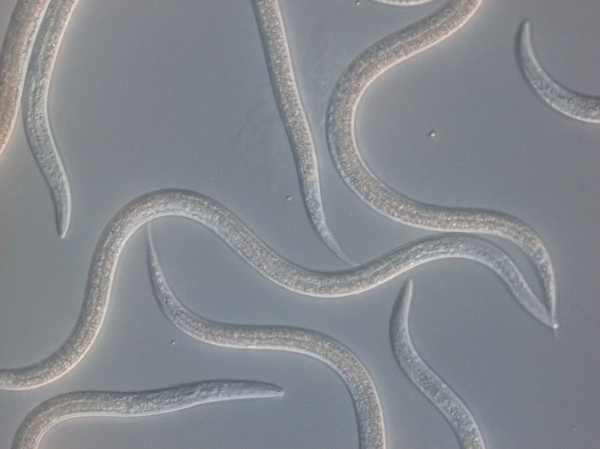 Beneficial Nematodes (Entonem)